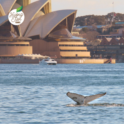 Đuôi cá voi lưng gù xuất hiện gần nhà hát con sò Sydney