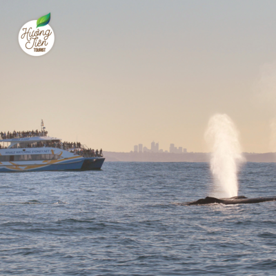 Cá voi phun nước gần du thuyền tại Sydney