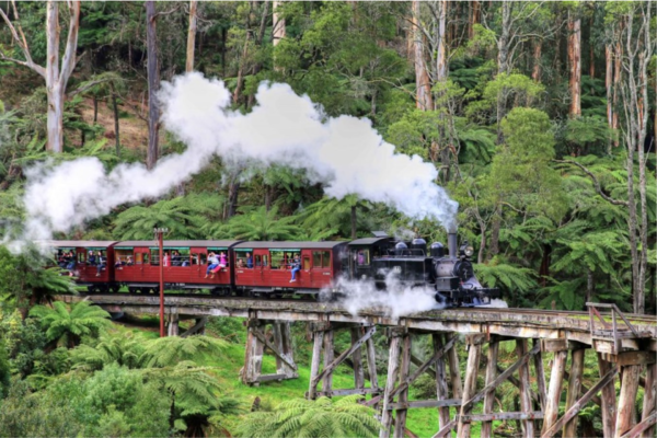 Tàu hơi nước Puffing Billy băng qua cầu gỗ Trestle giữa khung cảnh thiên nhiên xanh mát ở Dandenong Ranges