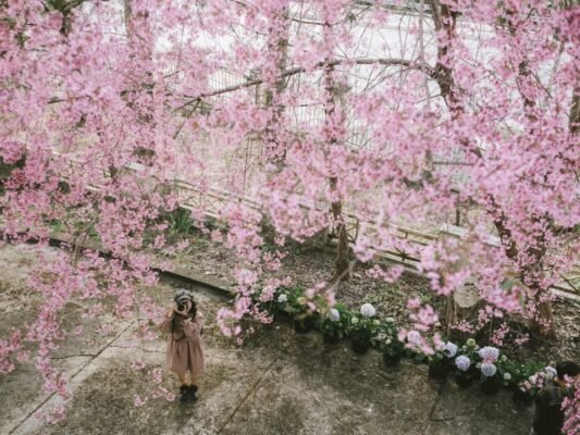 The Dalat Cherry Blossom Festival is held every spring to honor the beauty of this flower. Photo: Wecheckin.vn