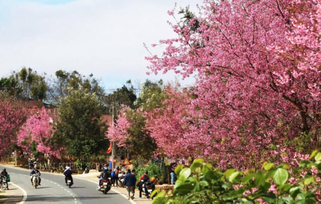 The first Dalat Cherry Blossom Festival was held in 2017 on the streets where flowers were in full bloom. Photo: Alaxca Cr