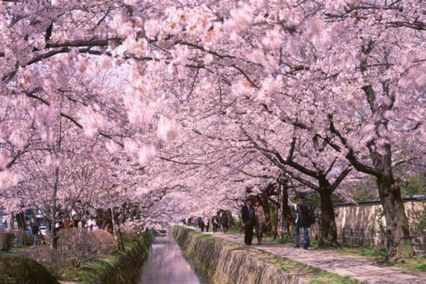 Con đường Triết Học tại Kyoto ngập tràn hoa anh đào Nhật Bản, không gian lãng mạn để thư giãn và chụp ảnh năm 2025.