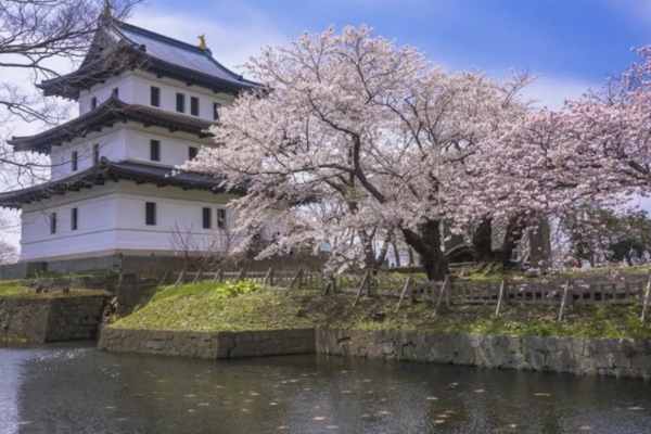 Công viên Matsumae, Hokkaido với hàng nghìn cây hoa anh đào Nhật Bản, tạo nên cảnh quan tuyệt đẹp trong mùa xuân 2025.