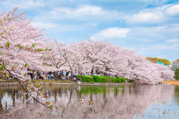 Công viên Ueno ở Tokyo được bao phủ bởi sắc hoa anh đào Nhật Bản, điểm đến yêu thích mùa xuân 2025.