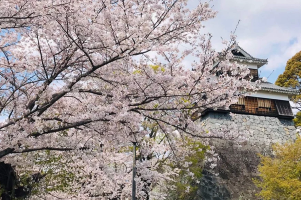 kyushu, hòn đảo phía Nam Nhật Bản, với hoa anh đào Nhật Bản nở rộ tại lâu đài Kumamoto, điểm ngắm hoa ít đông đúc năm 2025.