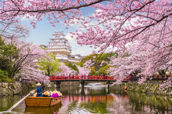 Lâu đài Himeji, Kansai với sắc hoa anh đào Nhật Bản rực rỡ bao quanh, địa danh nổi bật trong mùa xuân 2025