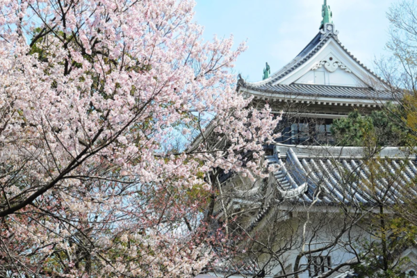 Lâu đài Kokura ở Mojiko Retro nổi bật với hoa anh đào Nhật Bản nở rộ, điểm nhấn cổ kính mùa xuân 2025.