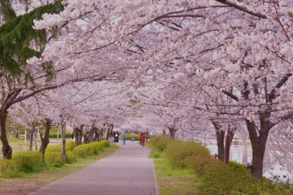 Lâu đài Nagoya và Công viên Shirotori với sắc hoa anh đào Nhật Bản nở rộ, tạo nên không gian thơ mộng trong năm 2025.