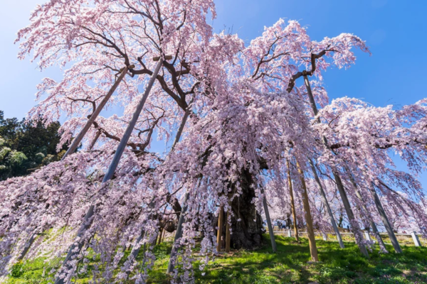 Miharu, Tohoku với cây hoa anh đào cổ thụ khoe sắc rực rỡ, điểm đến hấp dẫn mùa xuân Nhật Bản 2025.