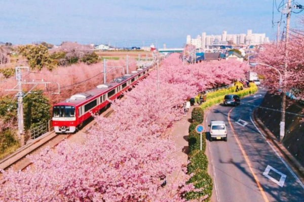 Miura và Yokohama nổi bật với con đường hoa anh đào Nhật Bản nở rộ hai bên đường ray, cảnh đẹp thơ mộng năm 2025.