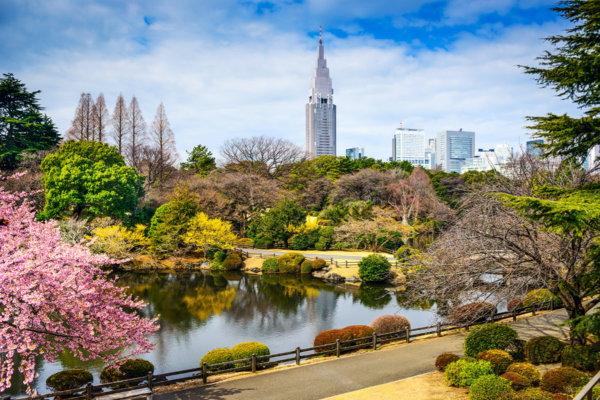 Vườn quốc gia Shinjuku Gyoen với hoa anh đào Nhật Bản rực rỡ dưới bầu trời trong xanh, điểm đến không thể bỏ qua năm 2025.