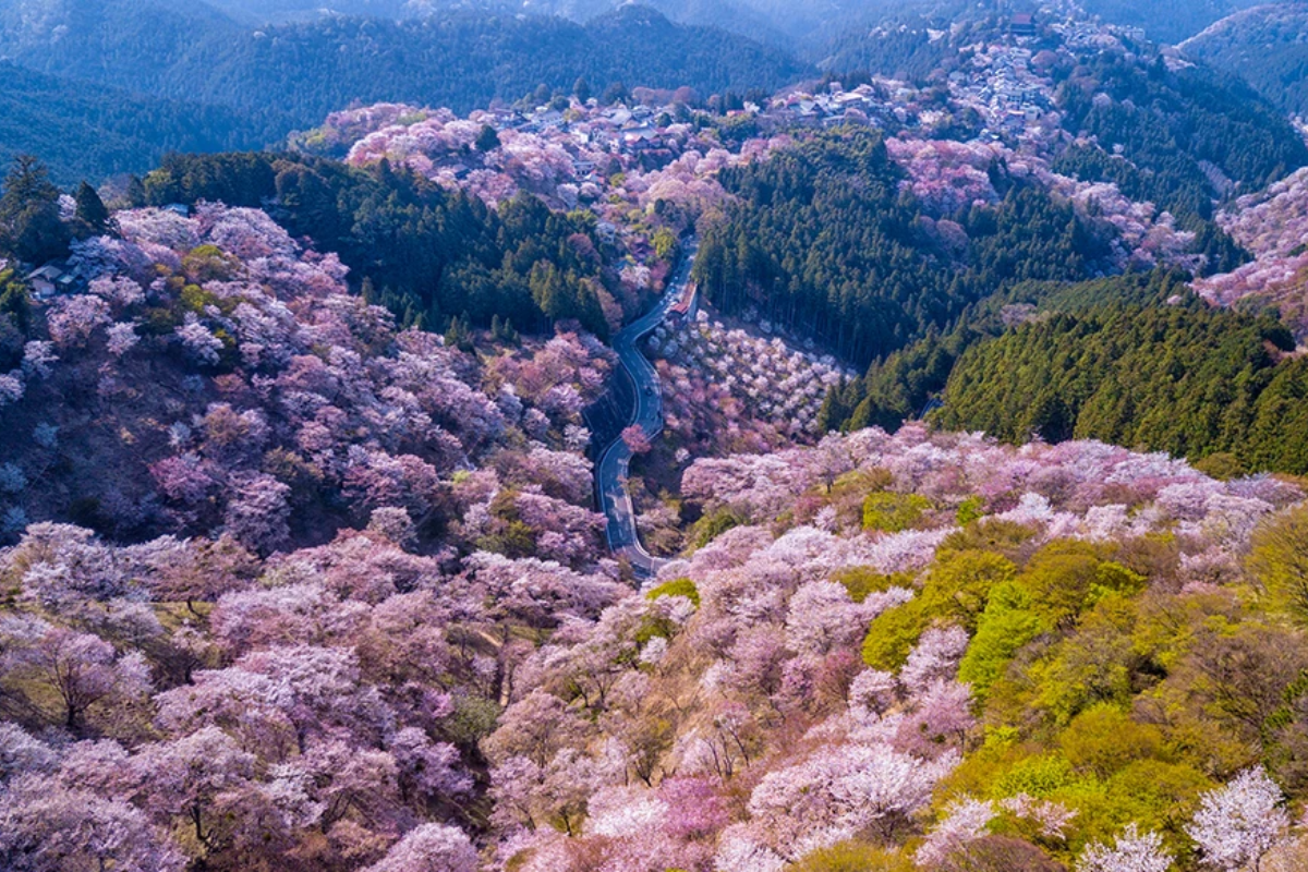 Yoshino, Kansai phủ kín sắc hồng từ 30.000 cây hoa anh đào Nhật Bản, địa điểm lý tưởng cho lễ hội hoa năm 2025