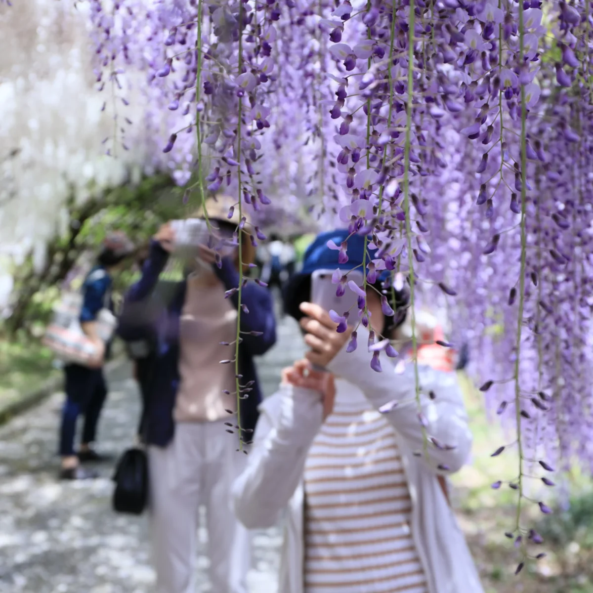 TOUR NHẬT BẢN MÙA HOA TỬ ĐẰNG [TOKYO – NÚI PHÚ SĨ – NAGOYA – KYOTO – OSAKA] 6N5D (Bay VNA)) - Ảnh 6