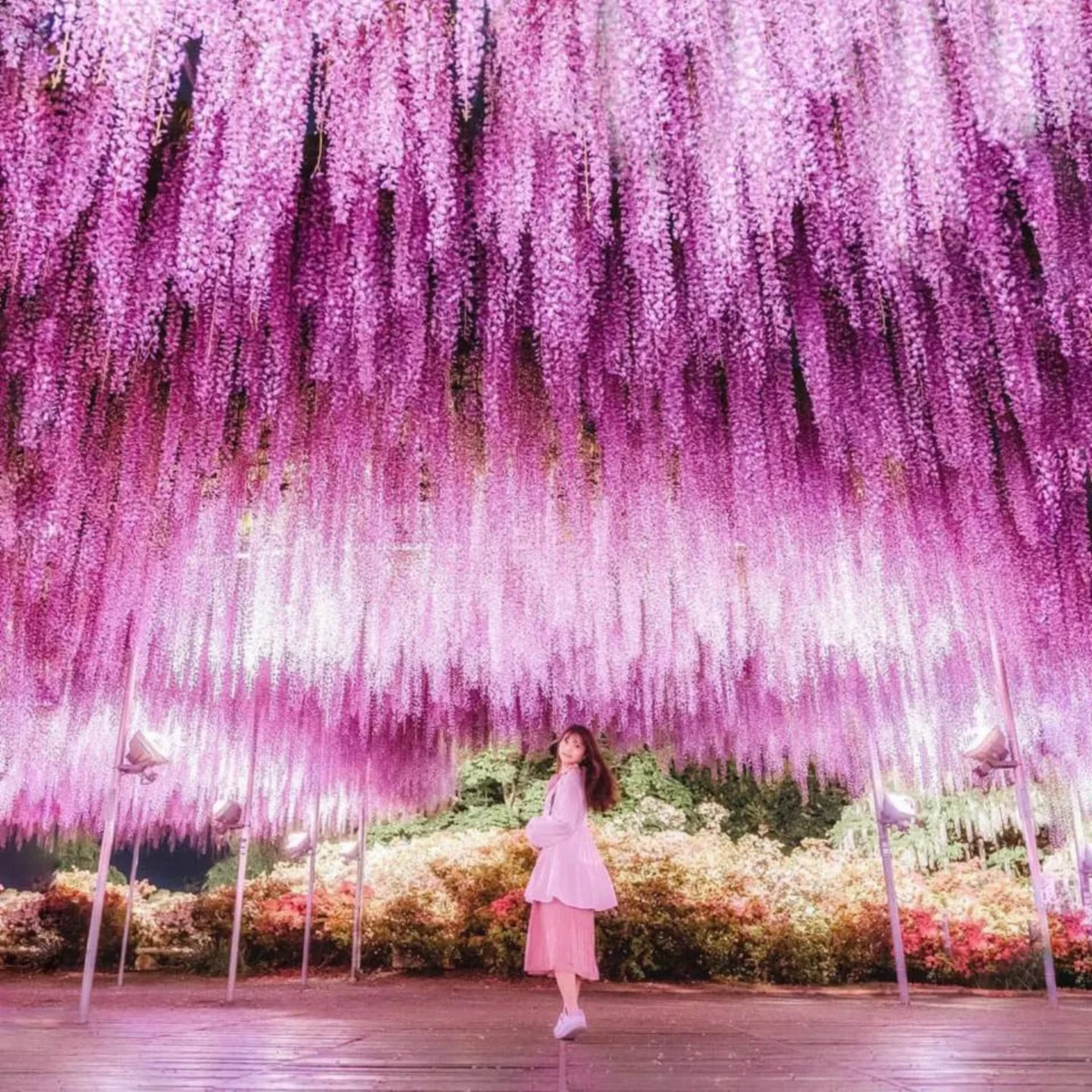 TOUR NHẬT BẢN MÙA HOA TỬ ĐẰNG [TOKYO – NÚI PHÚ SĨ – NAGOYA – KYOTO – OSAKA] 6N5D (Bay VNA)) - Ảnh 7