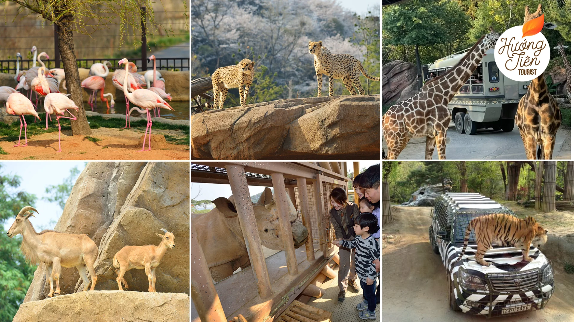 công viên Everland Hàn Quốc