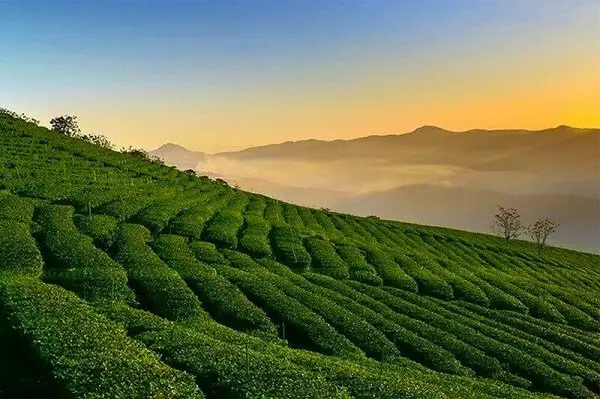 đồi chè cầu đất đà lạt