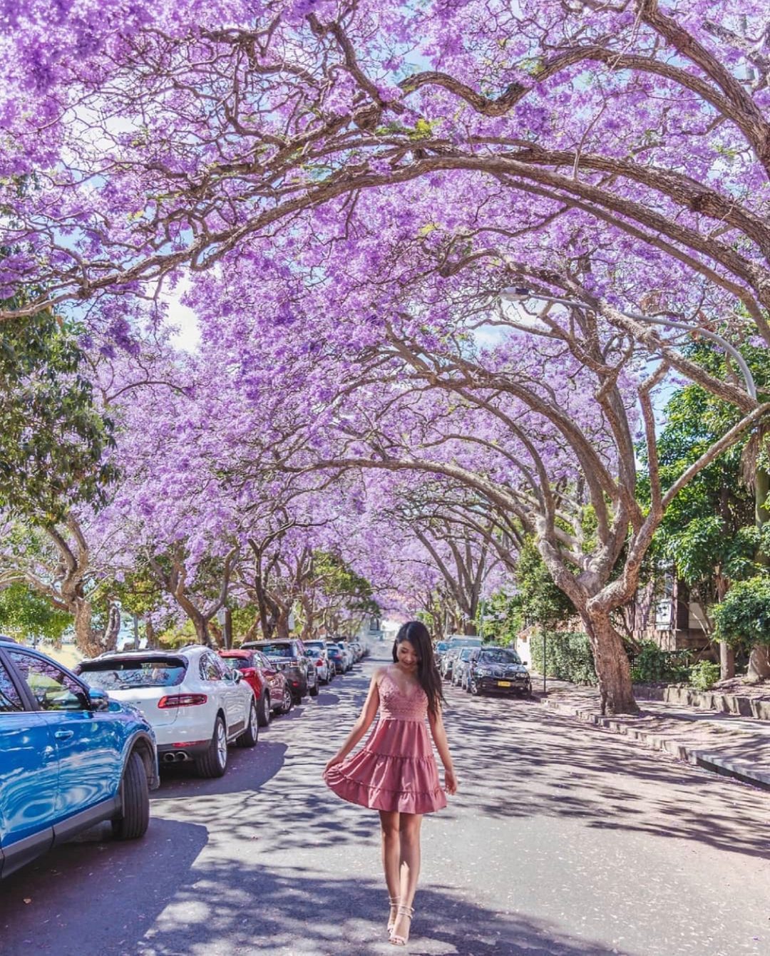 Mùa Hoa Phượng Tím Ở Úc