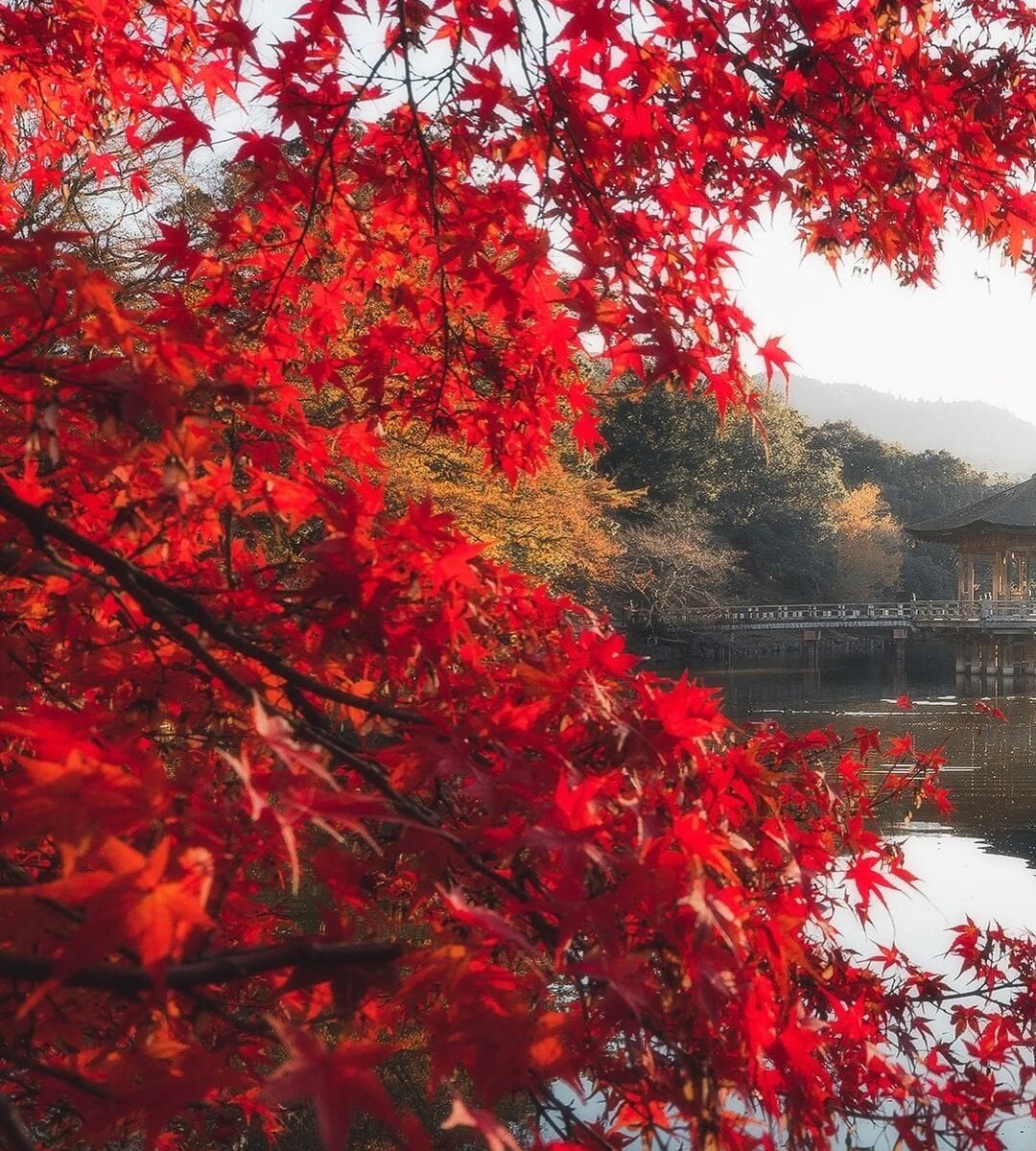 tour nhật bản mùa thu từ đà nẵng