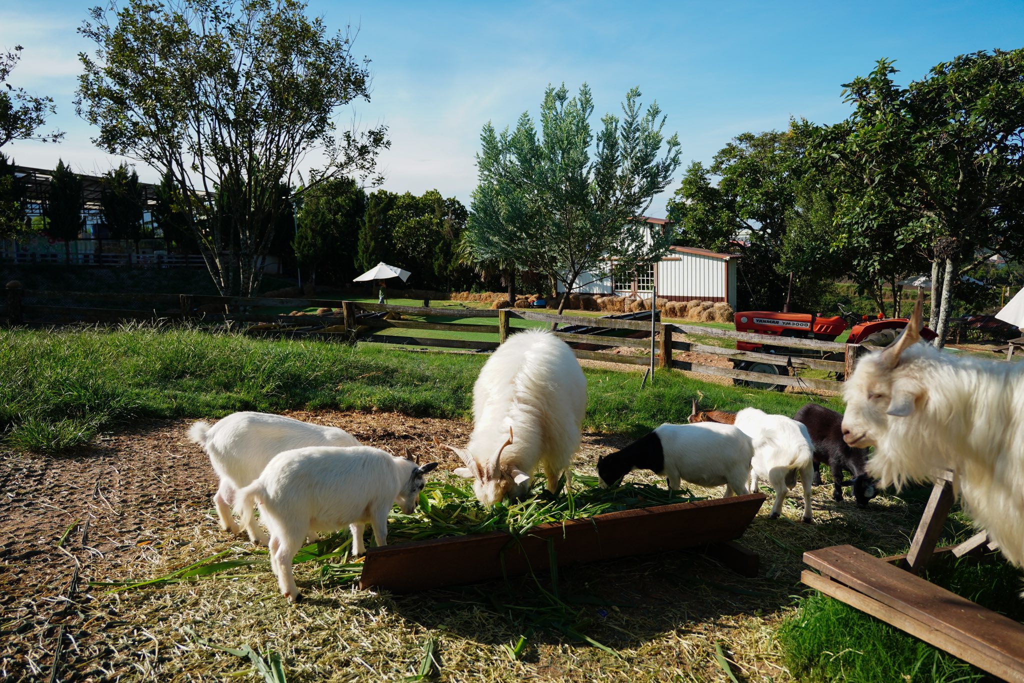 Mongo land Đà lạt