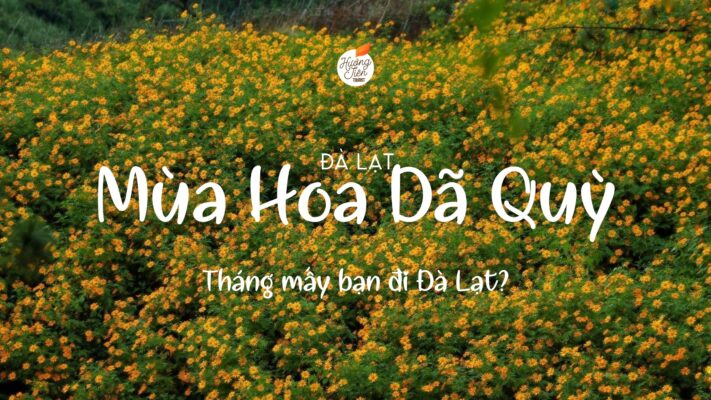 mùa hoa dã quỳ đà lạt