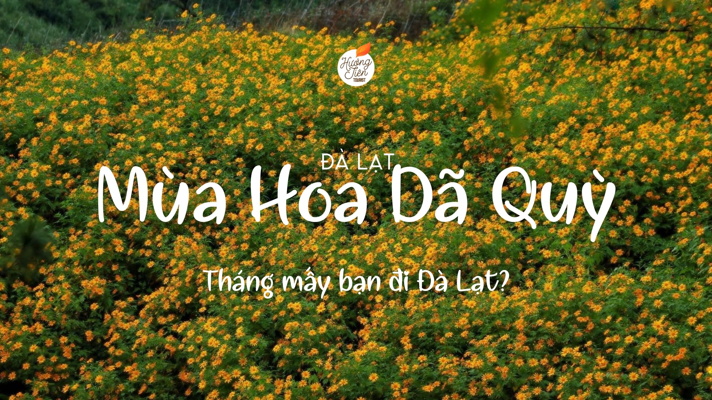 mùa hoa dã quỳ đà lạt