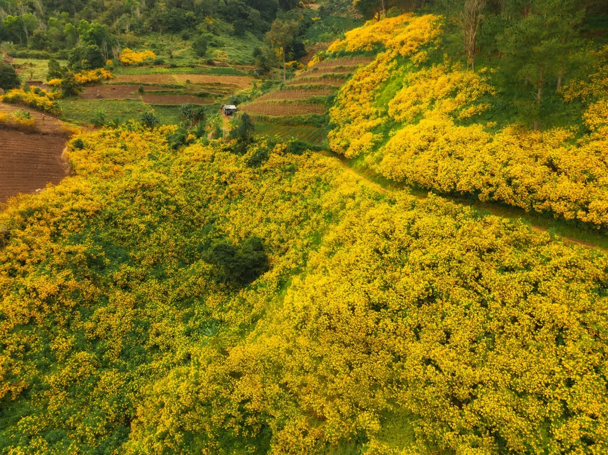 hoa dã quỳ ở Đà Lạt