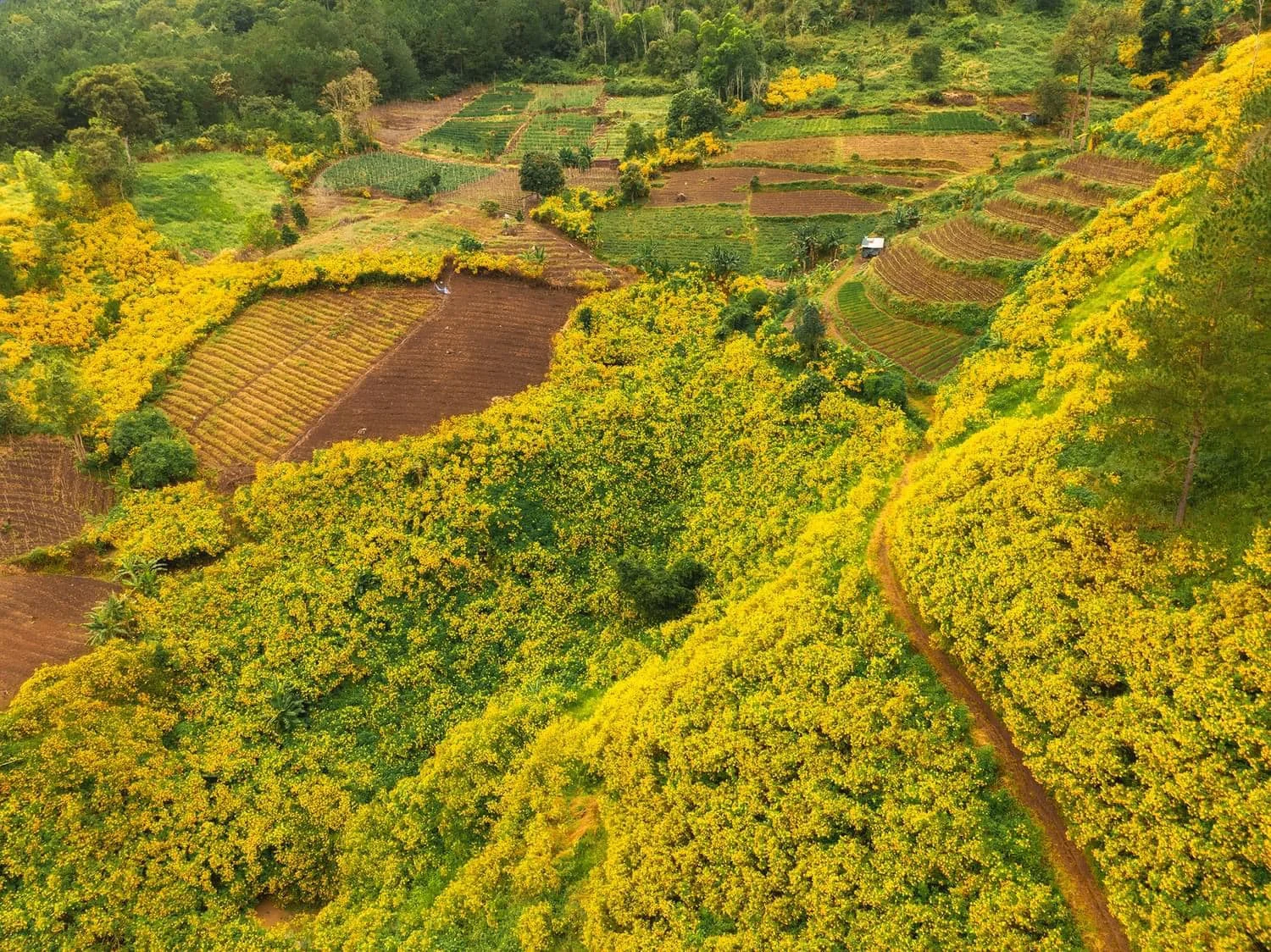 hoa dã quỳ ở Đà Lạt