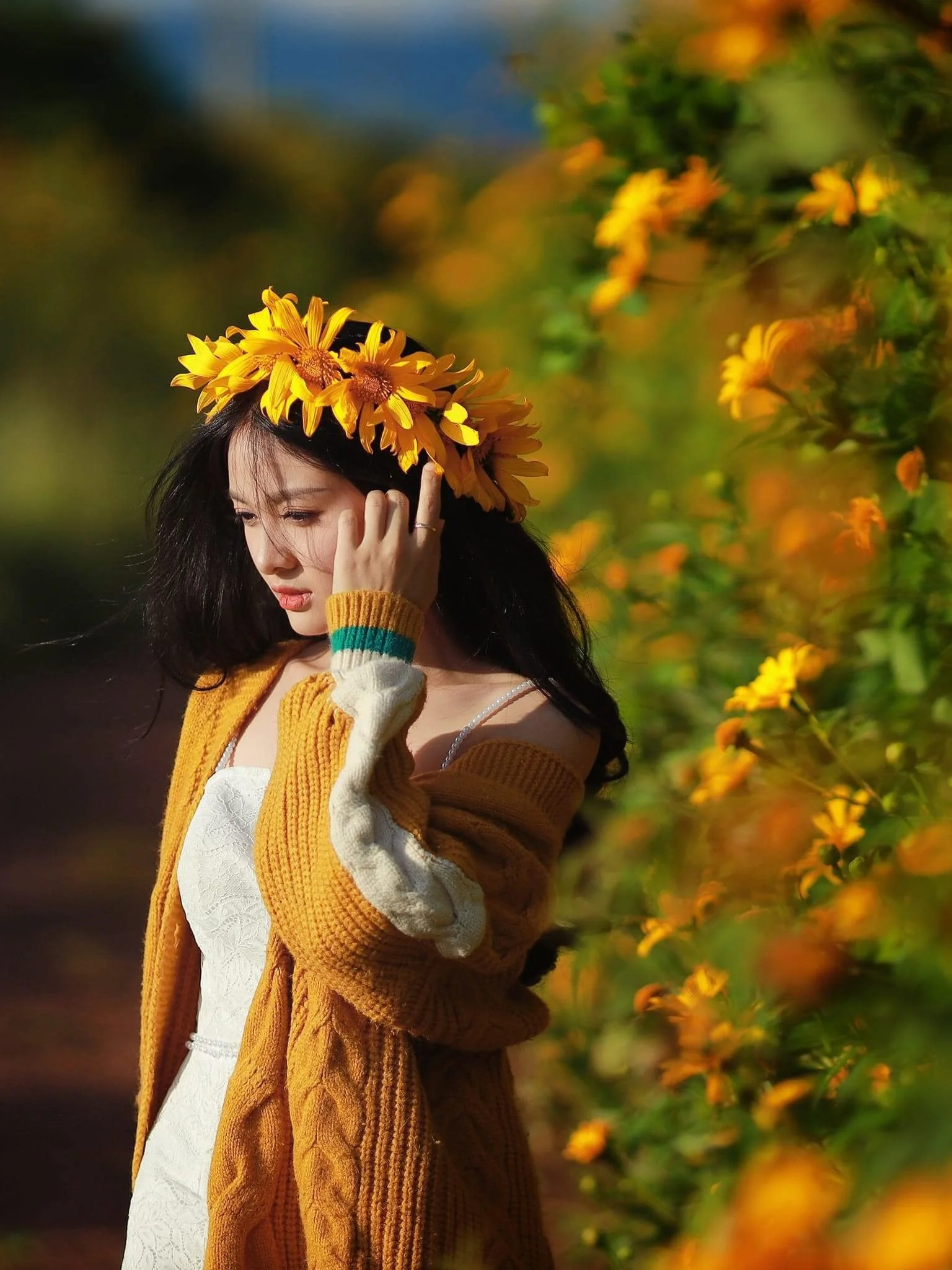 hoa dã quỳ đà lạt