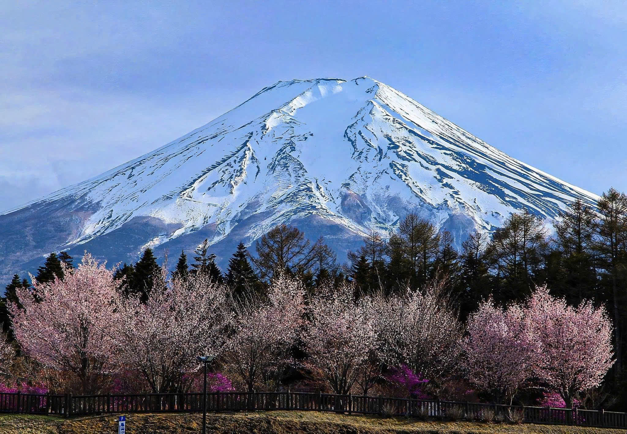 tour-nhat-ban-mua-hoa-anh-dao-2025 (3) núi phú sĩ nhật bản