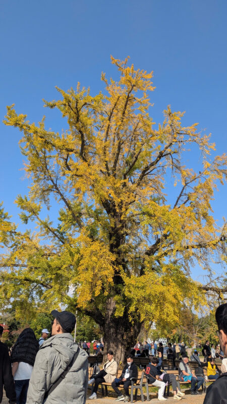 nhat ban mua thu la do huong tien tourist 12