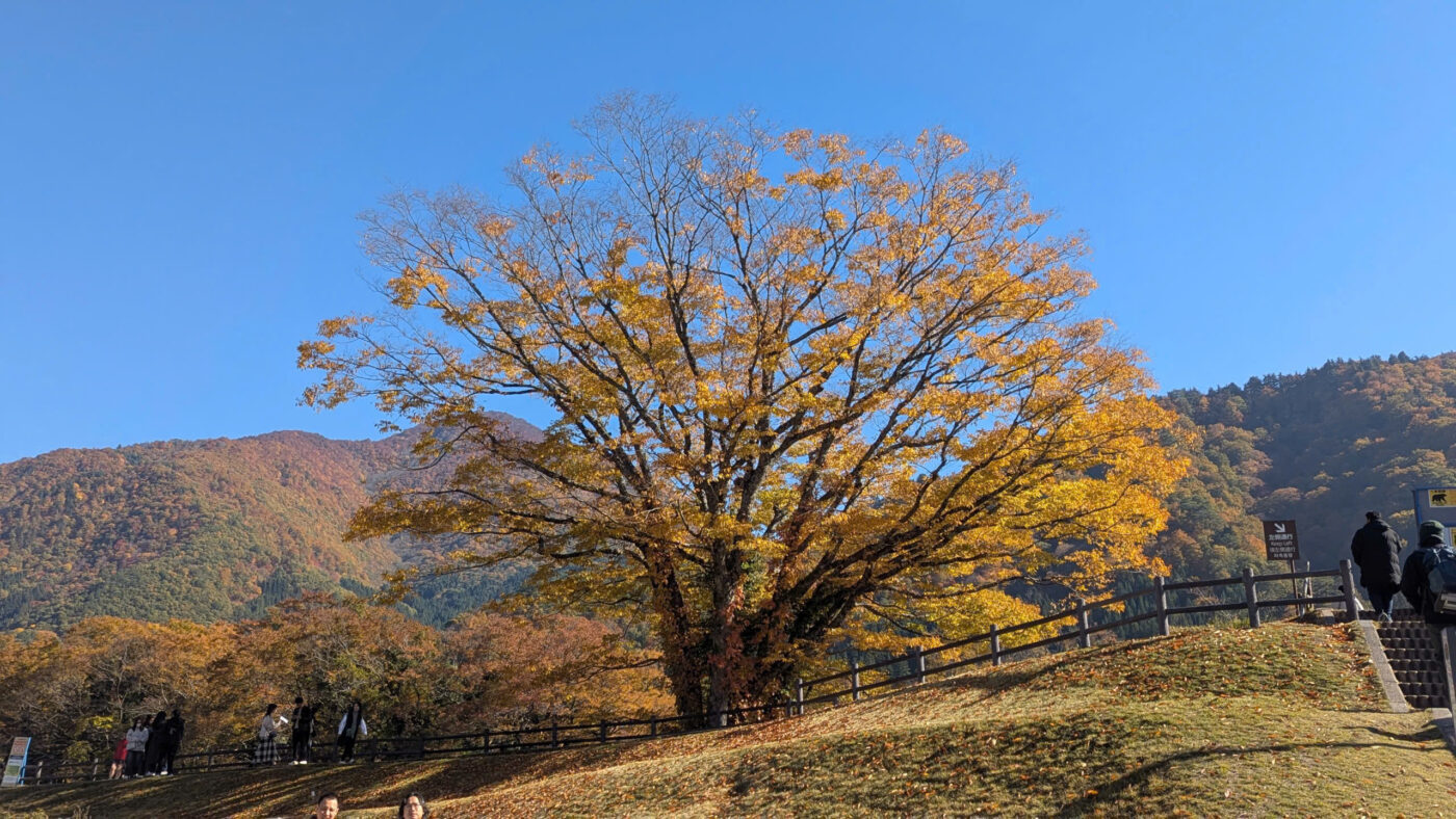 nhat ban mua thu la do huong tien tourist 24