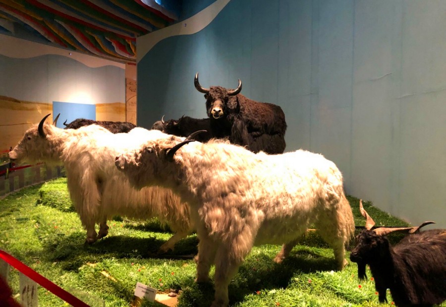 Tour Trung Quốc Lệ Giang Shangri la No Shopping