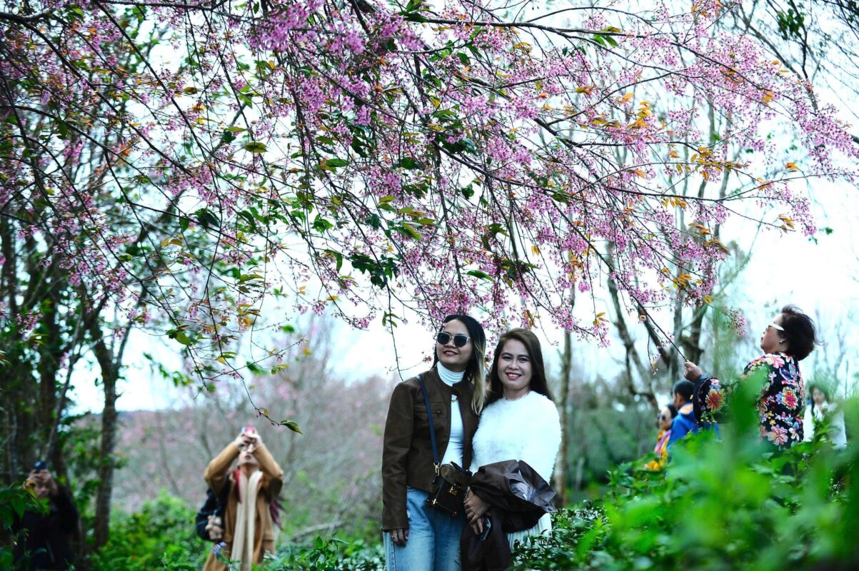 Lễ hội hoa mai anh đào Đà Lạt