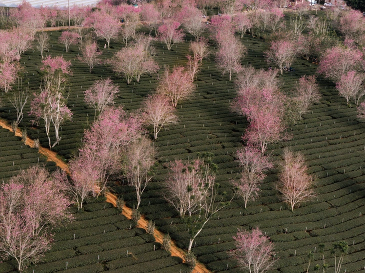 Lễ hội hoa anh đào đà lạt 2026