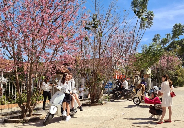 Lễ hội hoa mai anh đào Đà Lạt