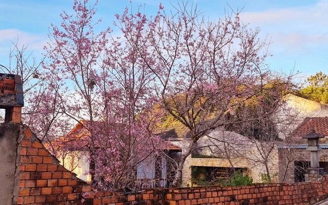 Lễ hội hoa mai anh đào Đà Lạt