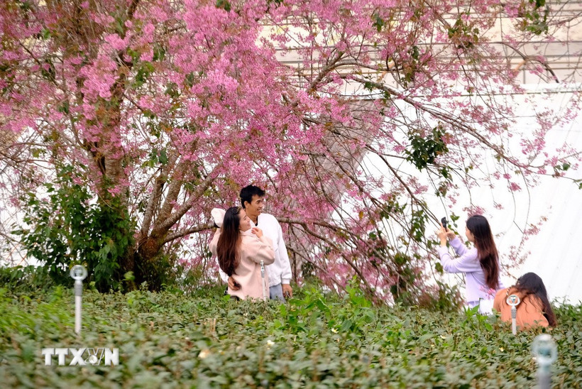 Lễ hội hoa mai anh đào Đà Lạt