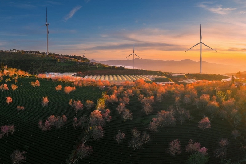 Lễ hội hoa mai anh đào Đà Lạt