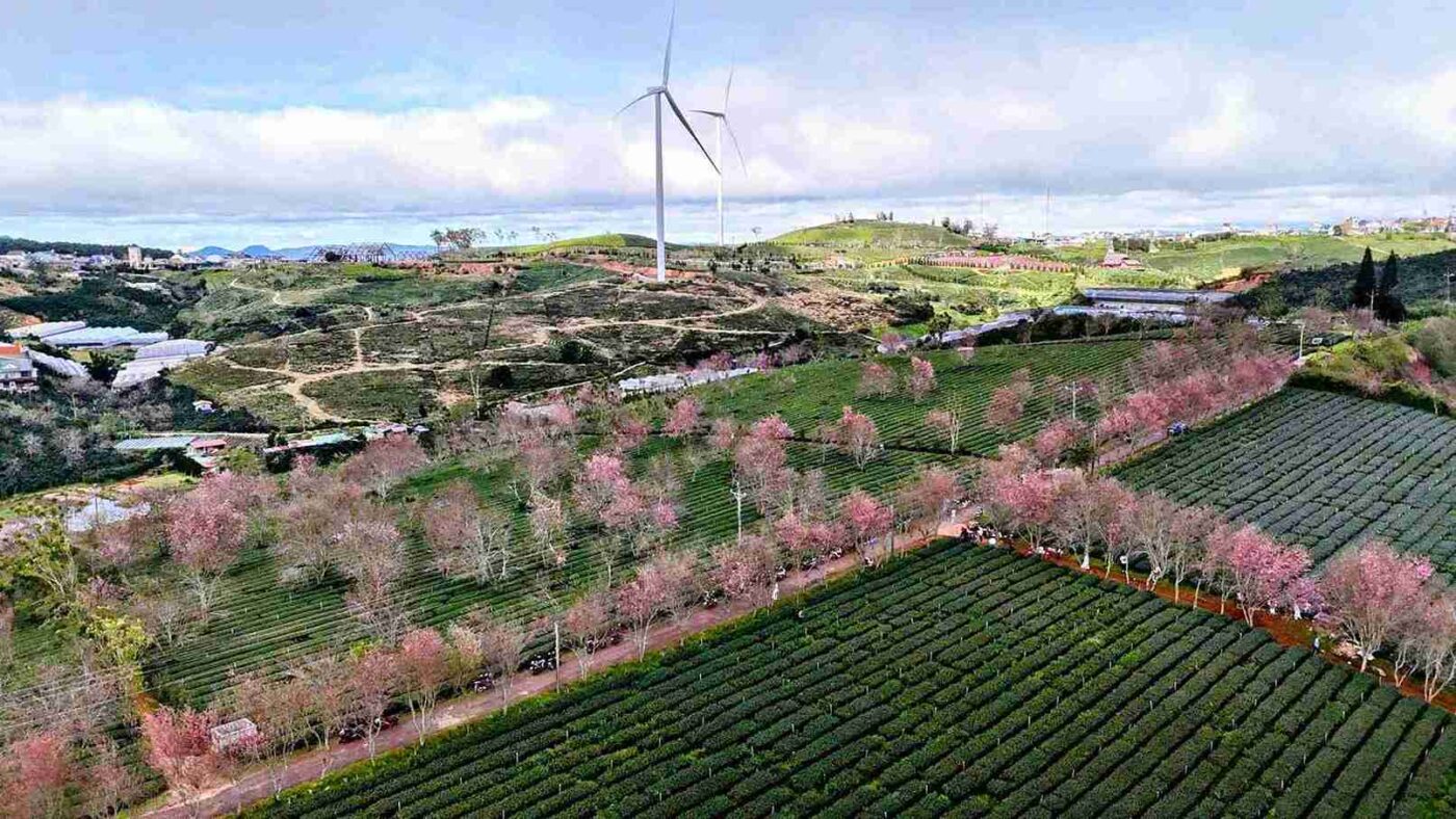 Lễ hội hoa mai anh đào Đà Lạt